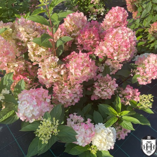 Hydrangea paniculata 'Little Blossom' - Aedhortensia 'Little Blossom' C1/1L